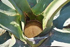 Corazón de Maguey Pulquero.jpg