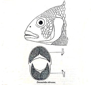 Corematodus