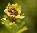 Coreopsis palmata flower