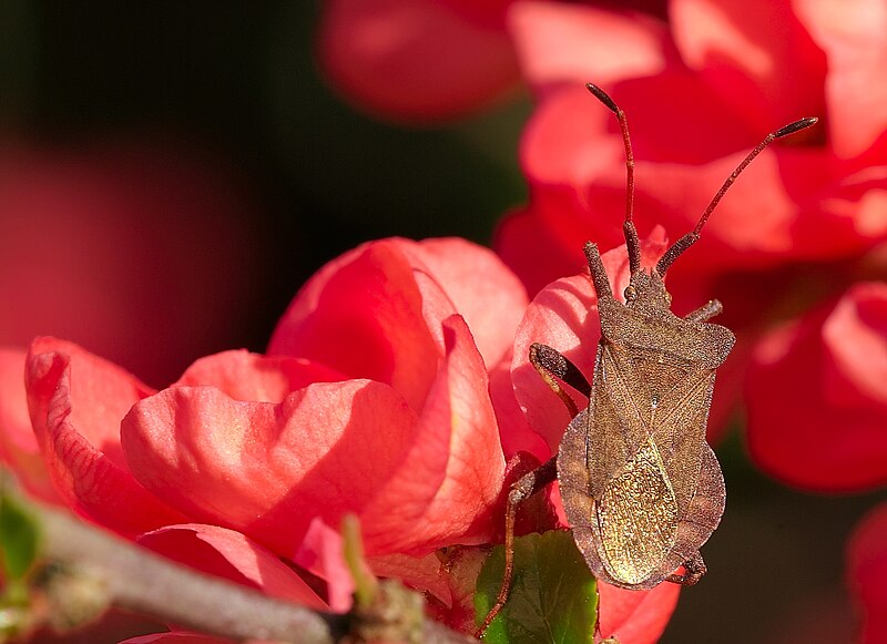 File:Coreus marginatus 2 Luc Viatour.jpg