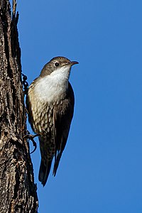 Cormobates leucophaea -Victoria, Australia-8 (2) .jpg