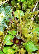 Corybas confusus