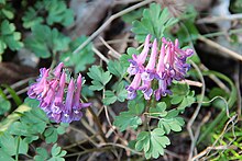 Corydalis solida - Bois d'Havré (1).jpg