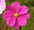 Cosmos bipinnatus