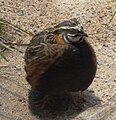 Coturnix delegorguei - Zoo Frankfurt 2.jpg