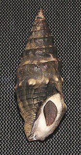 <i>Crassispira rudis</i> Species of gastropod