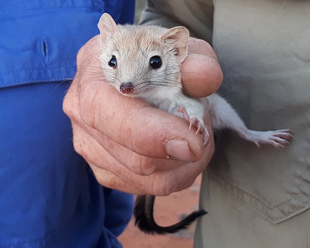 A Crest-tailed Mulgara, re-discovered in Sturt NP in 2017 during wildlife surveys undertaken as part of the Wild Deserts program