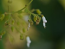 Crested bunga Isodon (22643568655).jpg