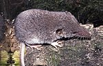 Thumbnail for Lesser white-toothed shrew