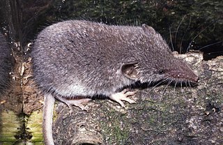 <span class="mw-page-title-main">Lesser white-toothed shrew</span> Species of mammal