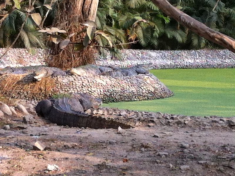 File:Crocs soaking up sunlight for energy.jpg