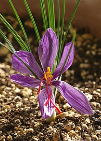 C. sativus