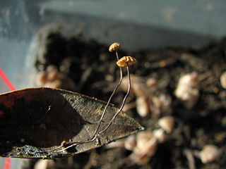 <i>Cryptomarasmius</i> Genus of fungi