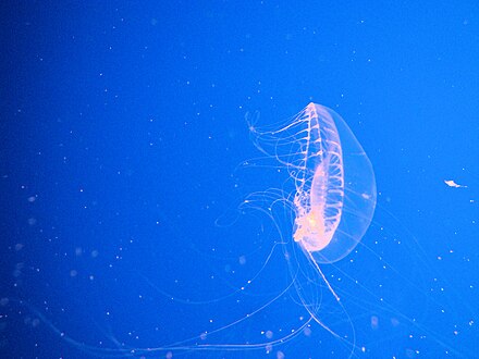 Aequoria victoria, biofluorescent jellyfish known for GFP