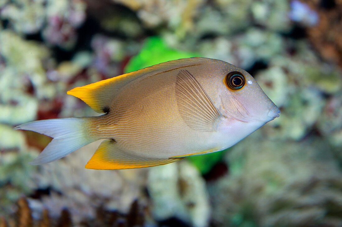 Tomini-Borstenzahndoktorfisch