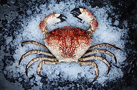 Tasmanian giant crab