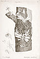 Angraecum cucullatum. Ботаническая иллюстрация из книги Du Petit-Thouars A. Louis Marie Aubert Orchidées des Iles Australes d'Afrique, 1822 г.