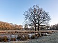 * Nomination Solitary trees in the Wildlife park in Dülmen, North Rhine-Westphalia, Germany --XRay 03:21, 11 March 2022 (UTC) * Promotion  Support Good quality -- Johann Jaritz 03:42, 11 March 2022 (UTC)