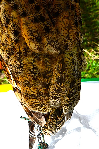 File:D85 1817Siberian Eagle Owl Photographed by Trisorn Triboon.jpg