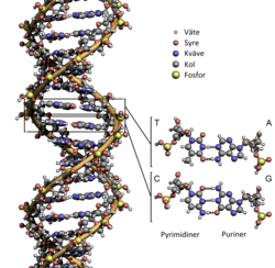 DNA – Wikipedia