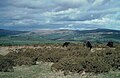 Dartmoor Ponys.jpg
