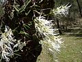 Dendrobium linguiforme