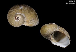 <i>Depressigyra</i> Genus of gastropods