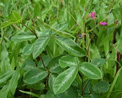 Description de l'image Desmodium incanum closeup.jpg.