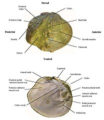 Category:Unionidae anatomy - Wikimedia Commons