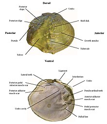 Freshwater mussel showing glossary of terms. Diagram freshwater mussels.jpg