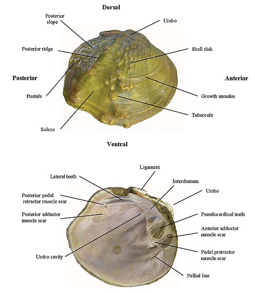 File:Diagram freshwater mussels.jpg - Wikimedia Commons