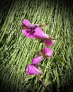 Dierama pulcherrimum Gamble.JPG