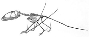 Pterosaur