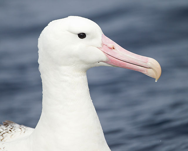 A southern royal albatross: Note the large, hooked beak and nasal tubes.