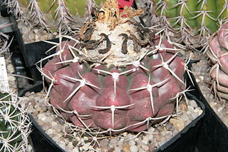 <i>Discocactus boliviensis</i> Species of cactus