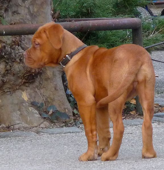 File:Dogue de Bordeaux Welpe.jpg