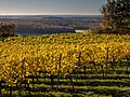 * Nomination Vines on the Falkenstein in Donnersdorf --Ermell 09:07, 26 November 2021 (UTC) * Promotion  Support Good quality. --Augustgeyler 14:03, 26 November 2021 (UTC)