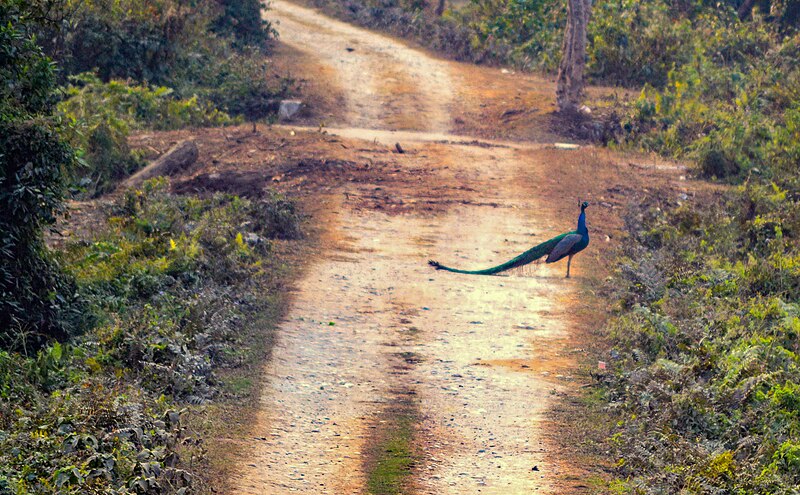 File:Dooars, West Bengal.jpg