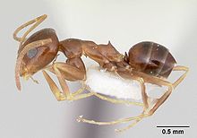 Dorymyrmex lipan casent0103440 profili 1.jpg