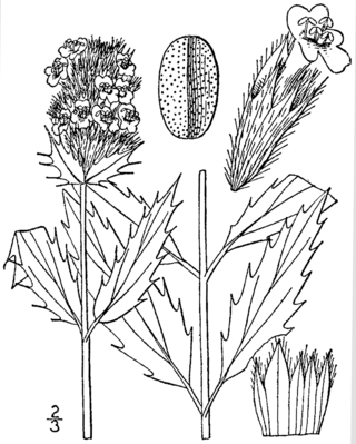 <i>Dracocephalum parviflorum</i> Species of flowering plant