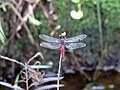 Dragonfly from Koovery