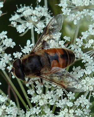 Drone Fly (Eristalis tenax)