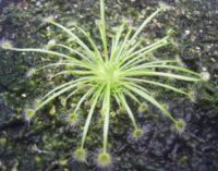 Drosera broomensis