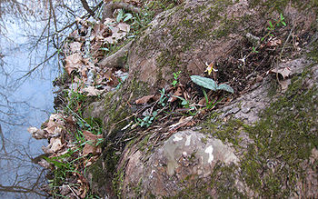 Trout lily blooming in early spring between roots of streamside sycamore, along path near New Hope Creek. Duke Forest Korstian Division. Duke Forest trout lily Ent Toes.jpg