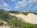 Dune lungo la costa (Natal, Brasile)