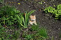 Deutsch: Bauernhof, Dunkelbacher, Katze mit Schmetterling, Bauerngarten, Pichl-Preunegg, Steiermark, Ennstal English: farm, Dunkelbacher, cat, butterfly, cottage garden, Pichl-Preunegg, Styria, Austria