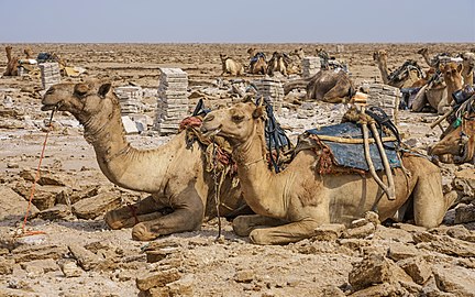 Dromadaires attendant d'être chargés au lac Karoum.