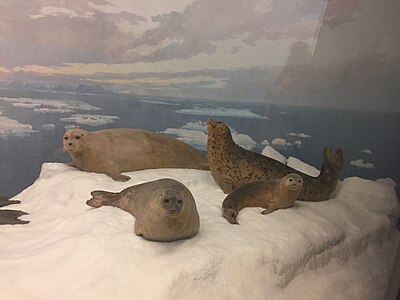 A Bearded seal, a Ringed seal, and two Spotted seals from a portion of a diorama from the Bering Strait near the Diomede Islands