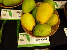Earlygold mango.JPG