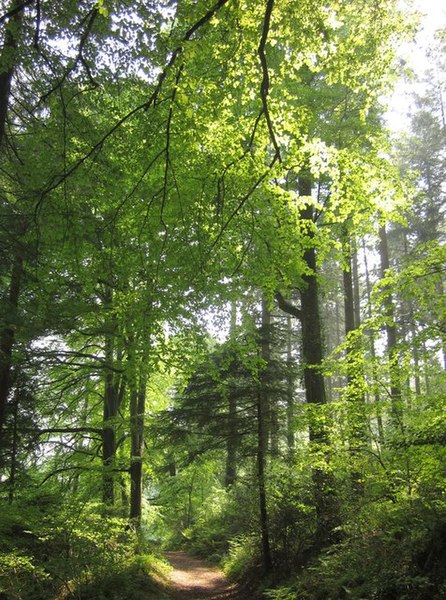 File:East Hill Wood - geograph.org.uk - 2996821.jpg